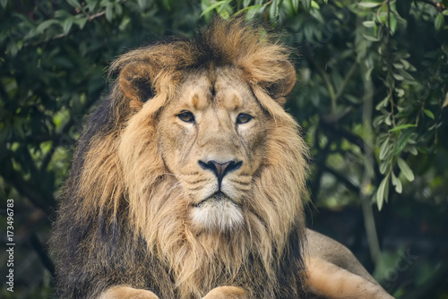 Beautiful portrait of Asiatic Lion Panthera Leo Persica