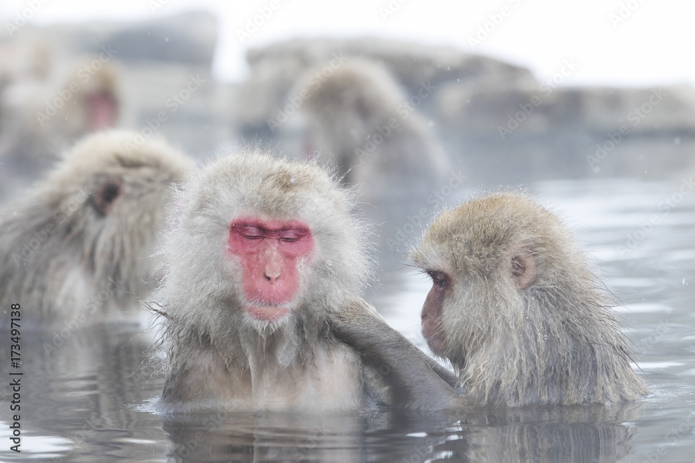 Naklejka premium Schneeaffen lausen sich