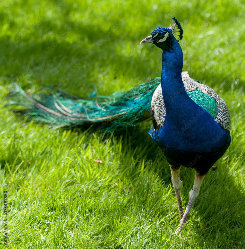 Obraz premium Peacock