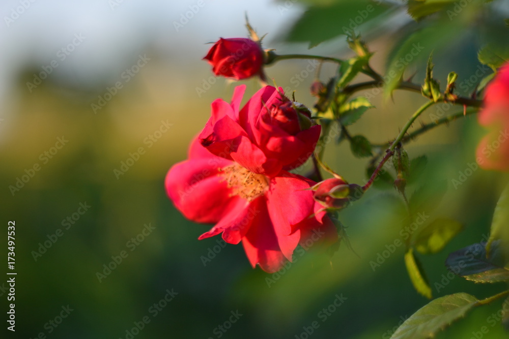 Rose red climbing