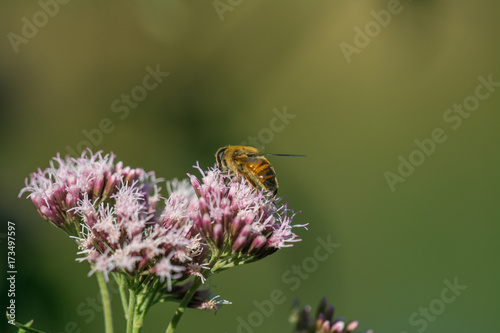 Macro photo - Bee pollinating wild purple flower in summer meadow