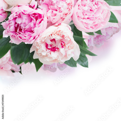 Fresh peony flowers with leaves border colored in shades of pink over white background