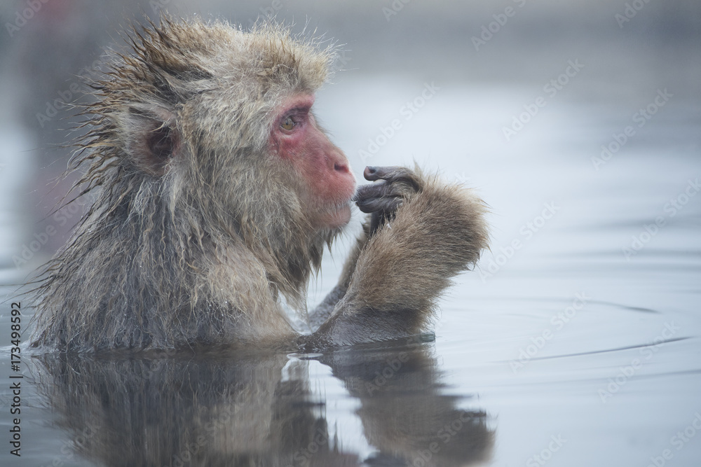 Obraz premium Schneeaffe kratzt sich
