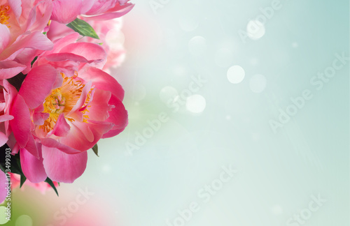 Fresh dark pink peony blooming flower close up banner with copy space