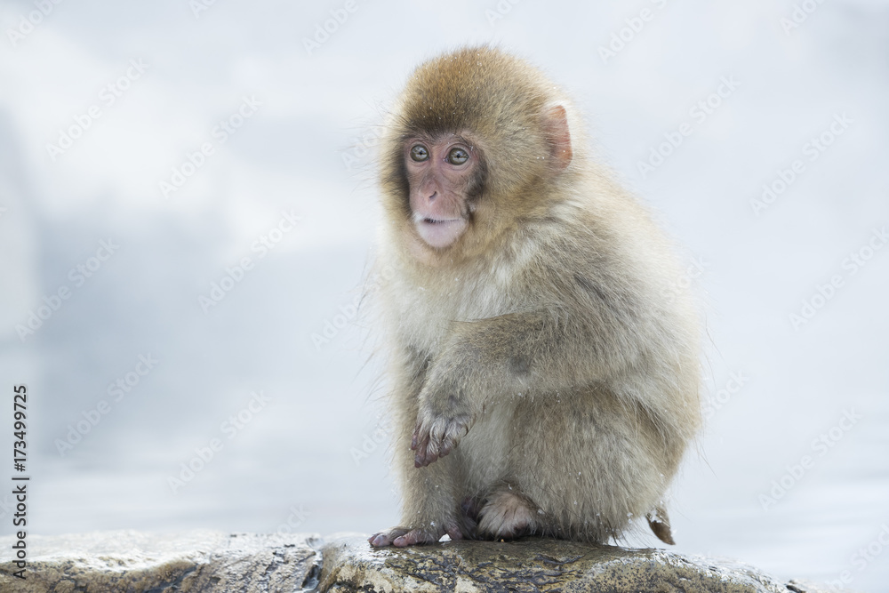 Naklejka premium Junger Schneeaffe sitzt am Beckenrand