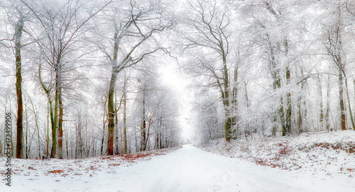 Winter landscape. Winter road and trees covered with snow