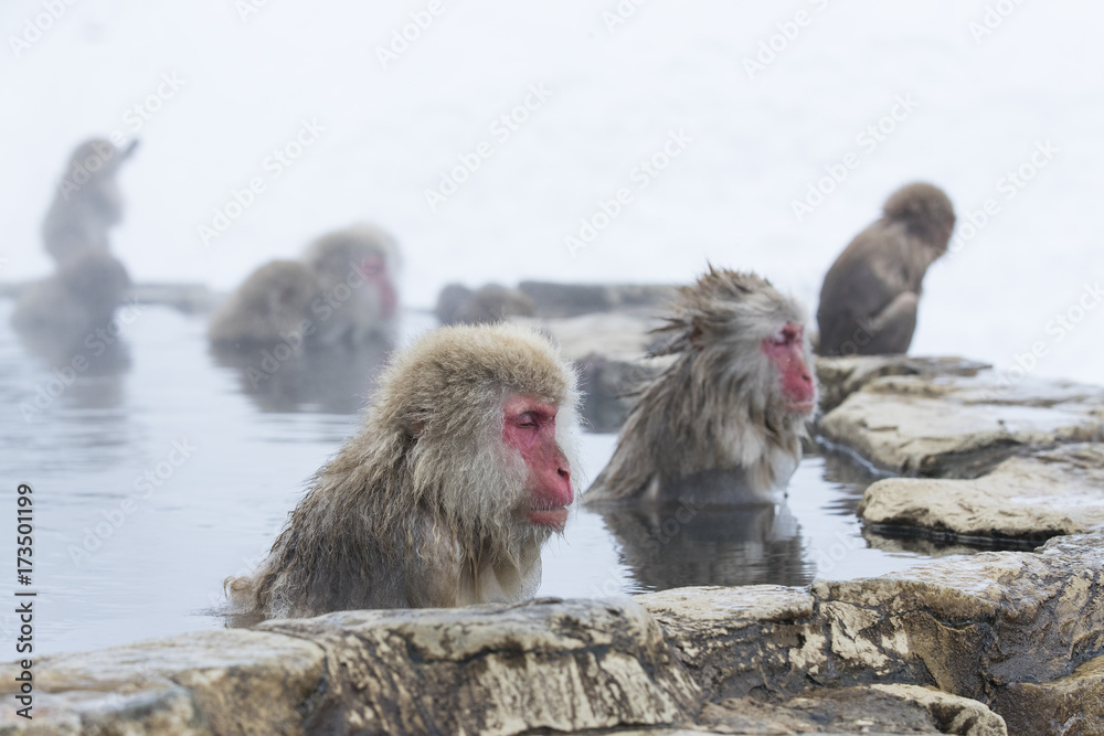 Naklejka premium Schneeaffen in der Thermalquelle