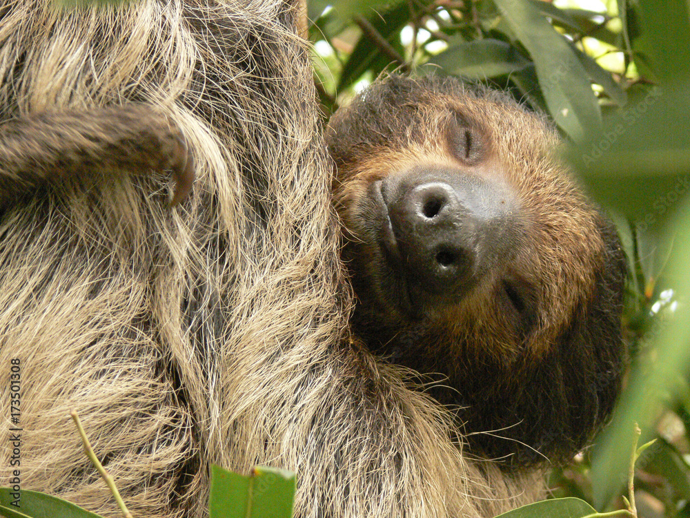 sloth sleeping in tree