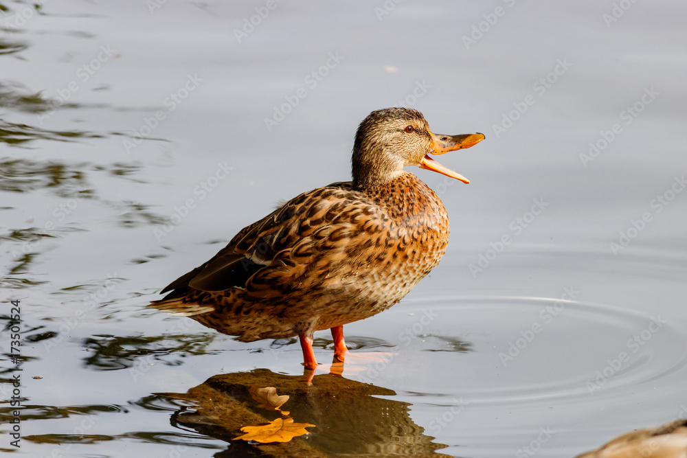 Wild duck resting on a stump in a city pond Wild duck resting on a stump in a city pond