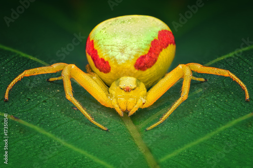 Misumena vatia spider macro stack outdoor