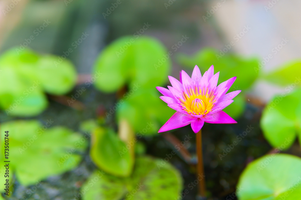 The lotus is blooming in a fountain pot. with lotus leaf on the water background The lotus is blooming in a fountain pot. with lotus leaf on the water background