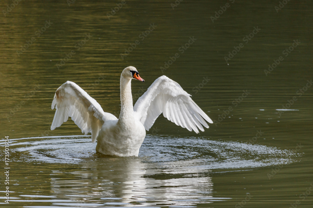Fototapeta premium White swan on the lake on a sunny day