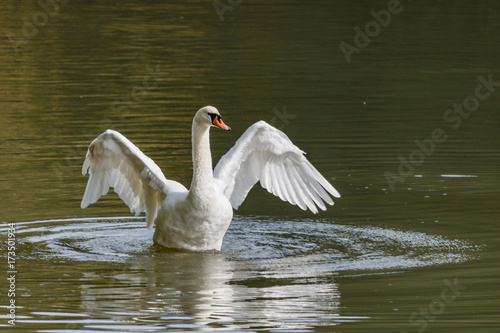 Fototapeta Naklejka Na Ścianę i Meble -  White swan on the lake on a sunny day