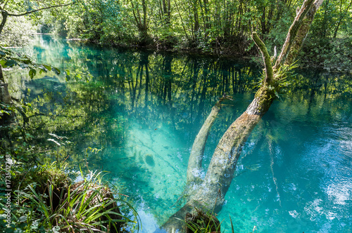 Semi submerged tree trunk in limpid and quite waters of Livenza River, Santissima, Friuli, Italy
