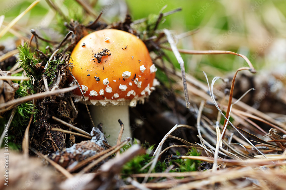 small amanita grows small amanita grows