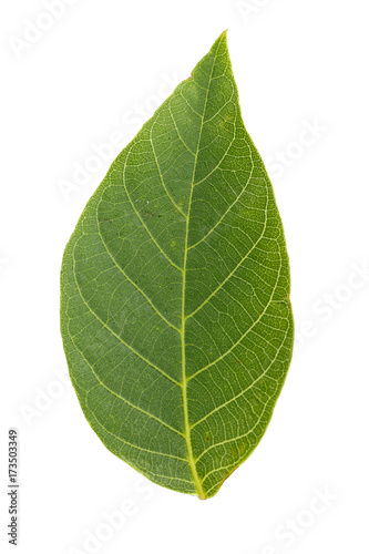 walnut leaf is isolated