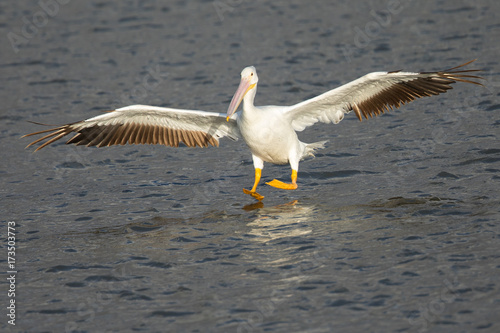 American white pelican landing in water in a North California marsh