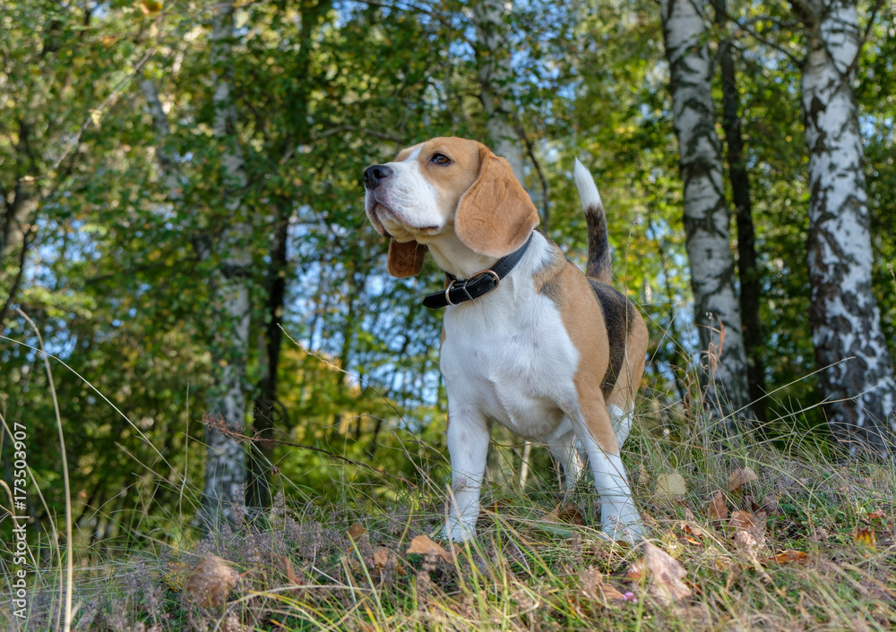 Beagle dog walking in the autumn forest