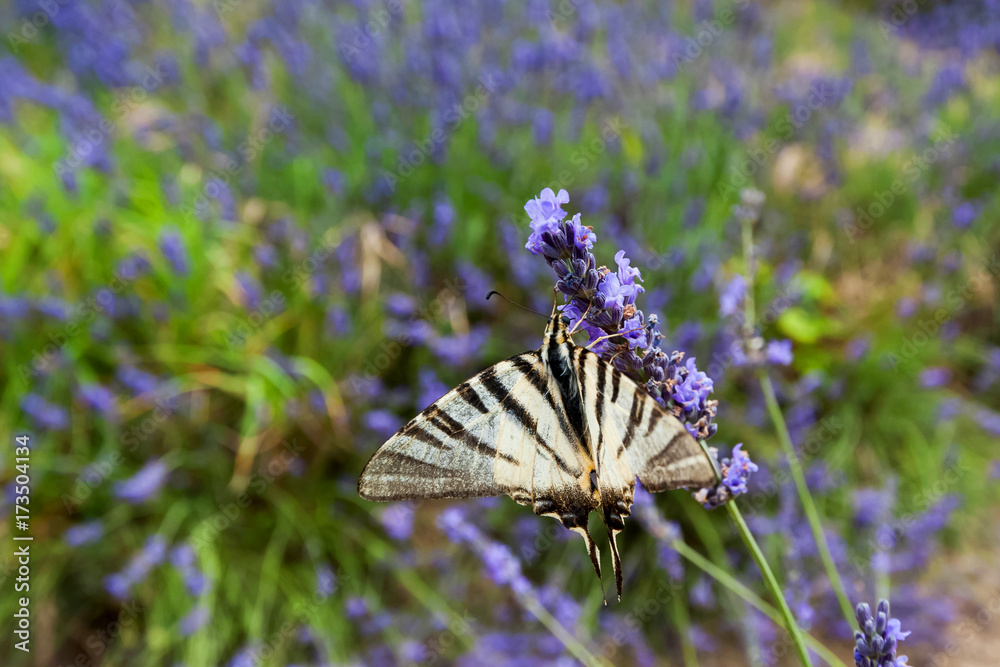 Farfalla sulla lavanda - relax di prima mattina Farfalla sulla lavanda - relax di prima mattina