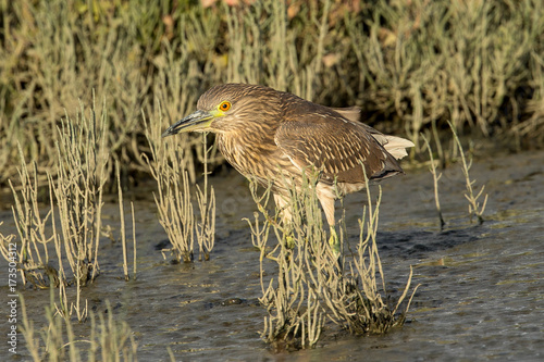 Black-crowned night heron (juvenile)  seen in the wild in a North California marsh