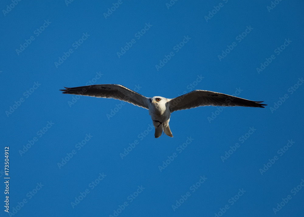 Fototapeta premium White-tailed flying in the wild, showing off a mouse in its talons