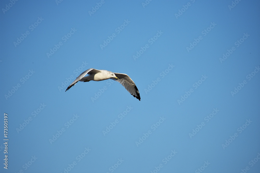seagull seagull