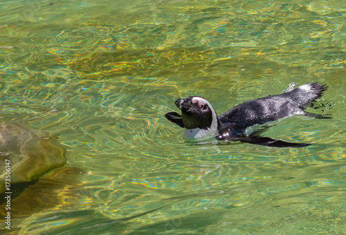 a swimming penguin in a zoo