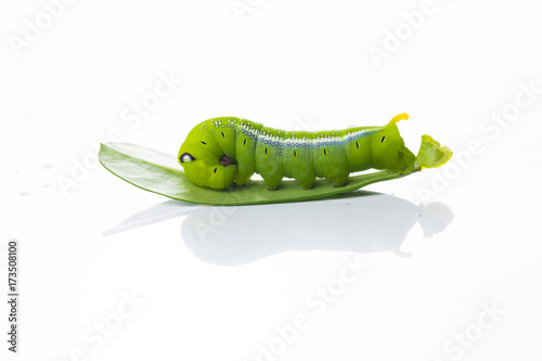 Green worm on green leaves on white background