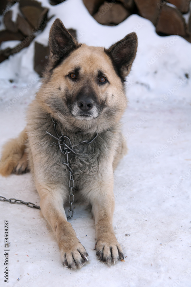 Fototapeta premium sheep dog