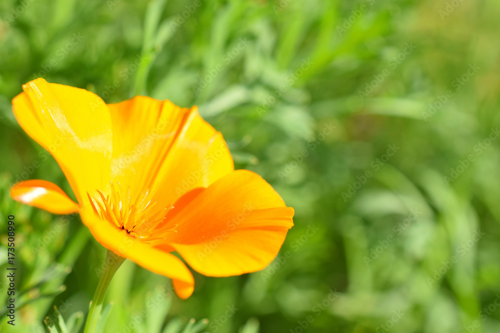 Eschscholzia californica, also known as California poppy, Californian or golden poppy, California sunlight and cup of gold. Vertical image with room for text. Focus on foreground