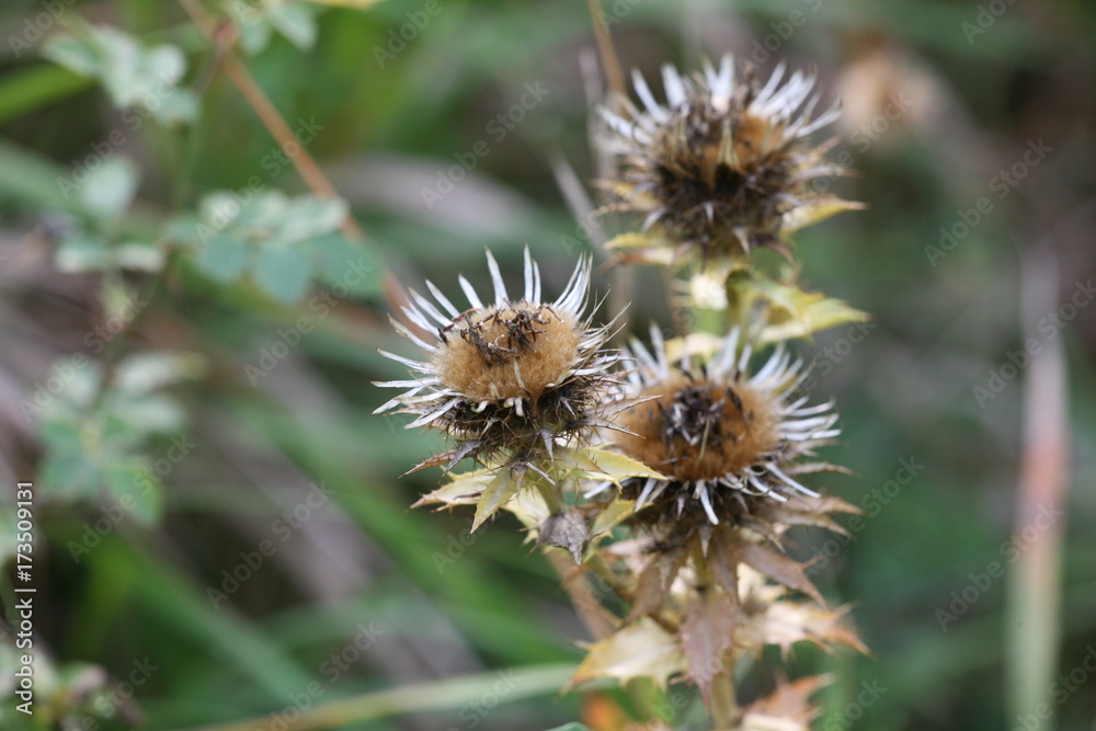 thistle thistle