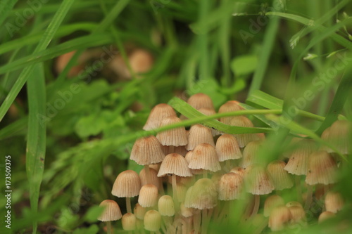 forest mushrooms in the grass