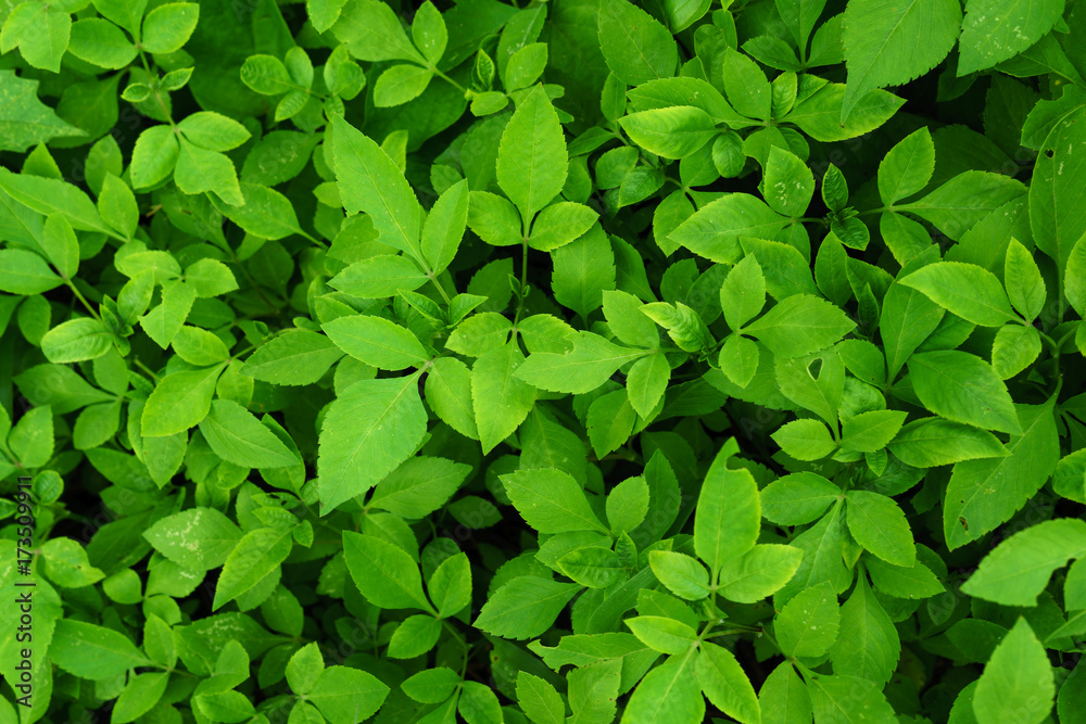 green leaf for background. green leaf for background.