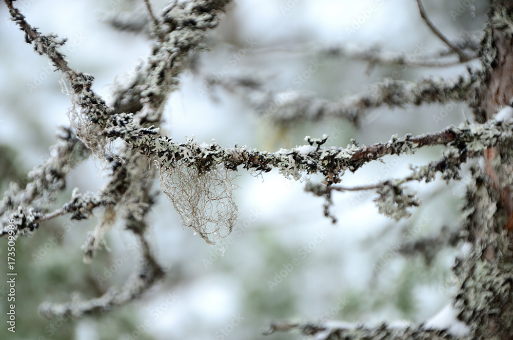 Hanging moss. On pine branch there is beard lichen and moss.