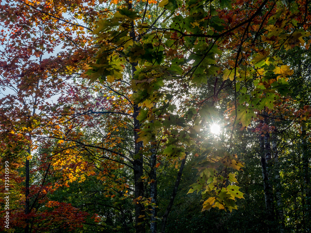 Yellow leaves