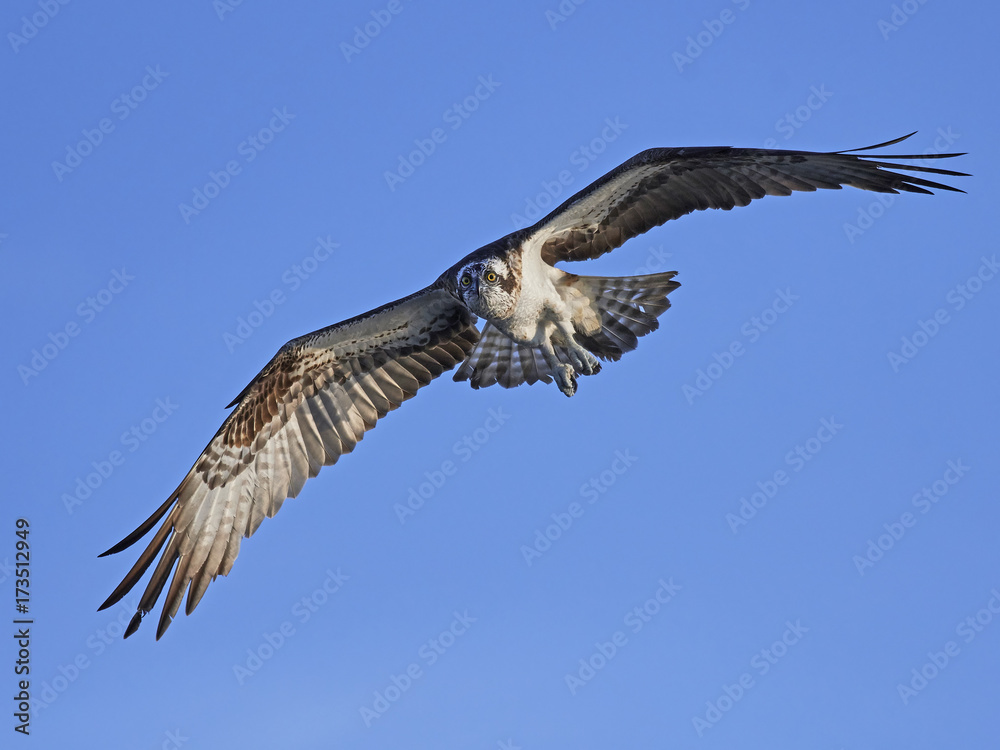 Fototapeta premium Osprey (Pandion haliaetus)