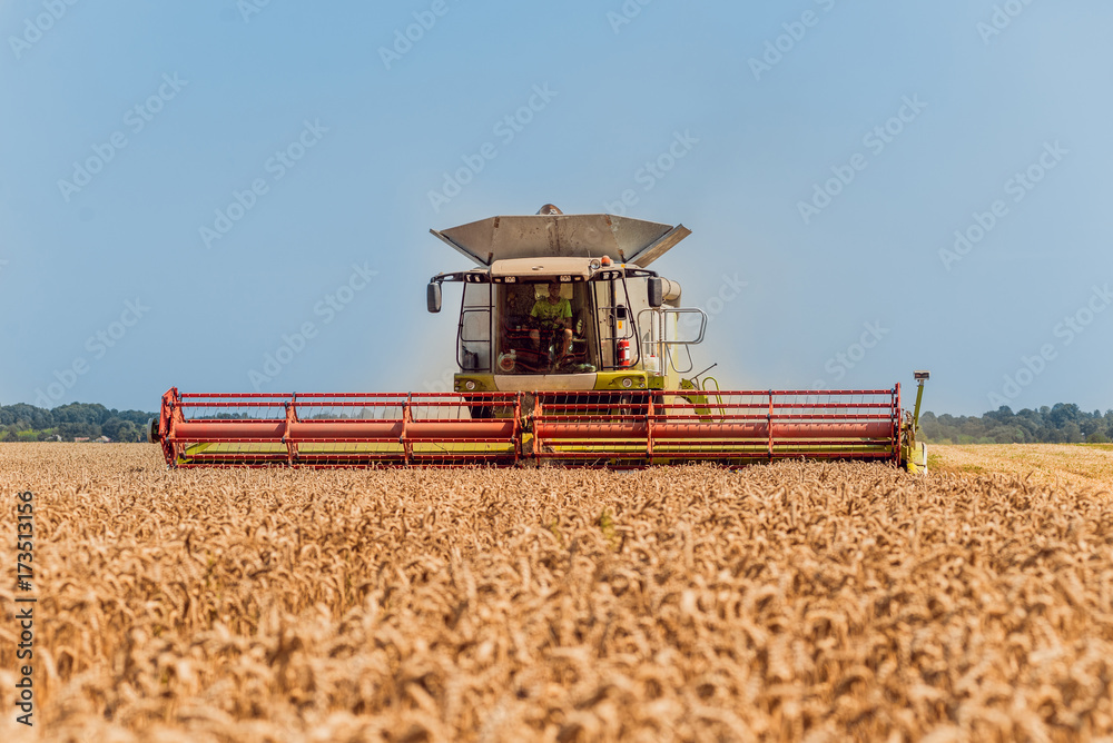 Fototapeta premium Combine harvester in action on wheat field. Process of gathering a ripe crop.