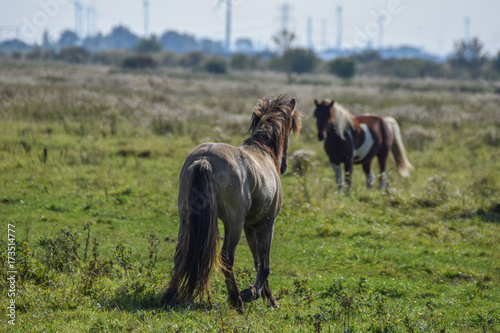 Horses in the meadow