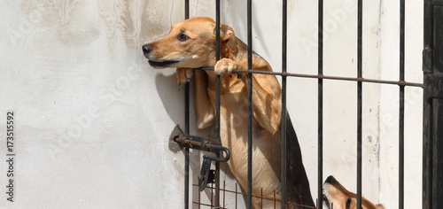 dogs locked up victims of animal abuse and abuse photo