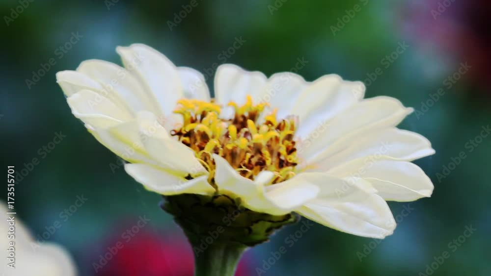 The Macro Flower The Macro Flower