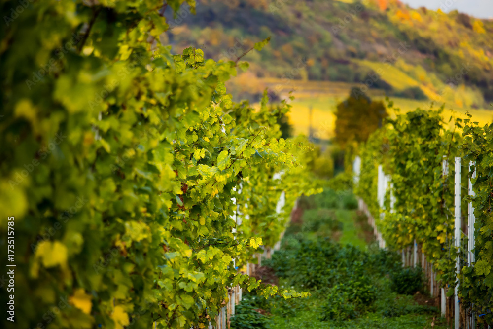 Romatic yellow vineyards during autumn in Rheinhessen