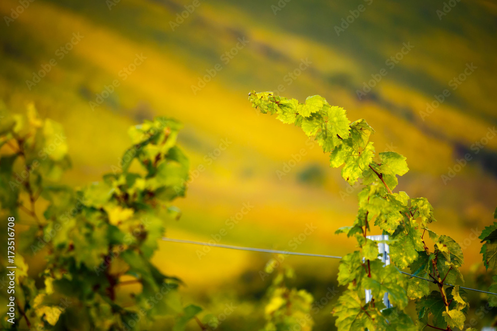 Fototapeta premium Romatic yellow vineyards during autumn in Rheinhessen