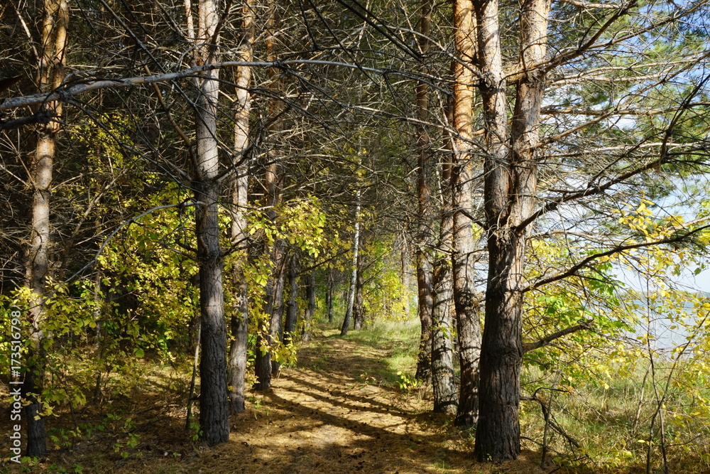 Obraz premium Nature