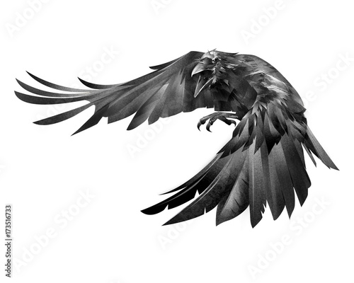 painted crow attacking a bird on a white background photo