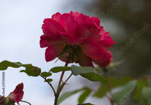 leuchtend pinke Rose
