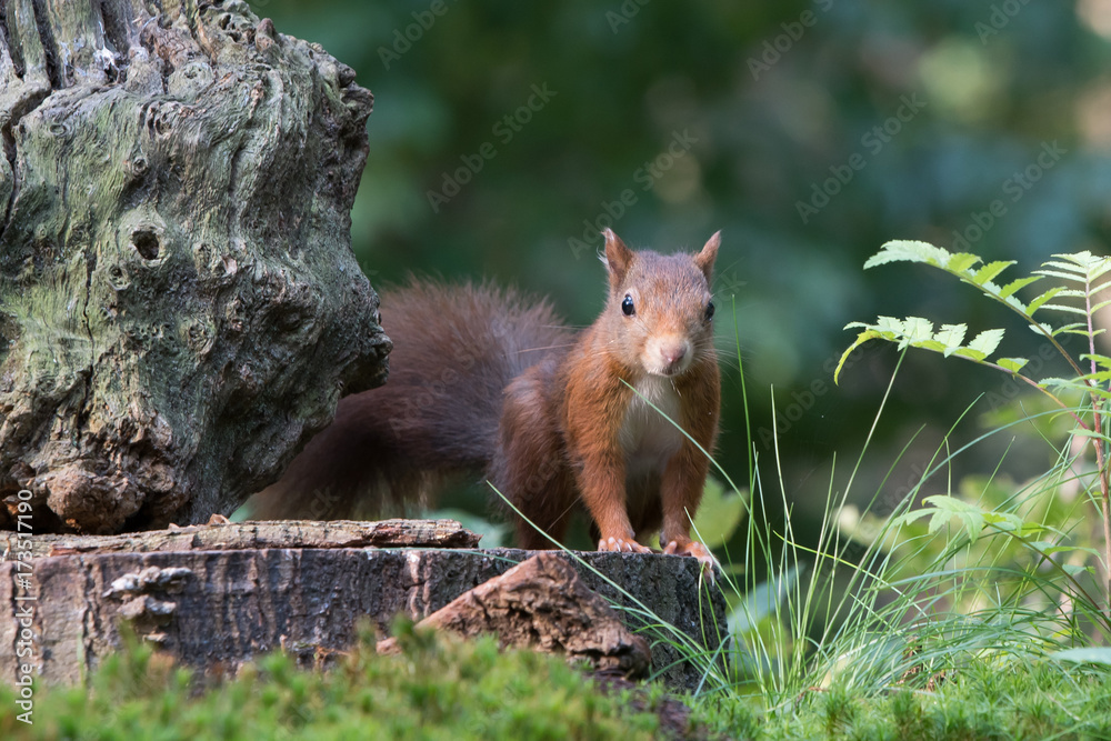 Squirrel Squirrel