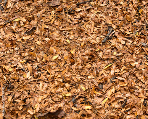 Brown fall's leaves like art texture, background