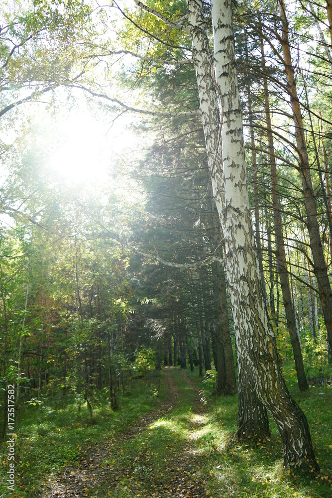 Obraz premium Nature