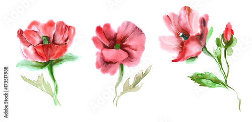 Fototapeta Naklejka Na Ścianę i Meble -  Red Poppies. Watercolor Illustration.