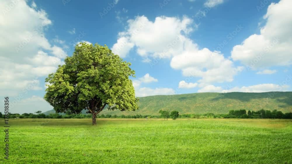 Green grass and tree in wind breeze with clouds running background, time lapse clip, green concept.
Green grass and tree in wind breeze with clouds running background, time lapse clip, green concept.